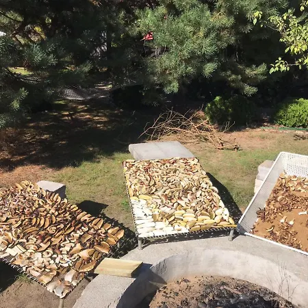 U Anusi W Borach * Mogiel