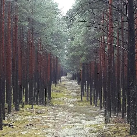 U Anusi W Borach Mogiel