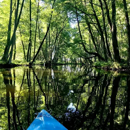 U Anusi W Borach Mogiel