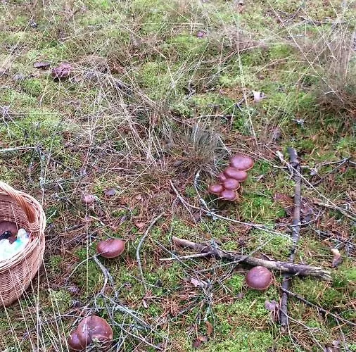 U Anusi W Borach Mogiel