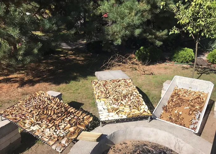 U Anusi W Borach * Mogiel