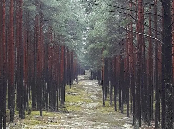 U Anusi W Borach Mogiel