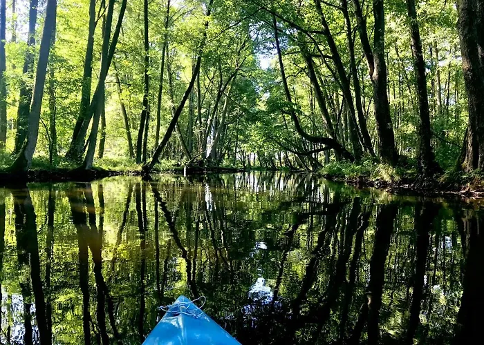 U Anusi W Borach Mogiel